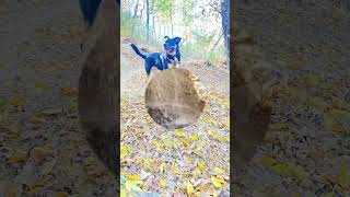 Tanyard Creek Trail Oct ‘24 visitarkansas hiking bellavista arkansas [upl. by Whittaker363]