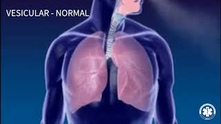 Semiologia  Ausculta Pulmonar VESICULARNORMAL [upl. by Mastic]