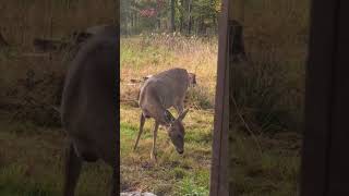 Where are you now whitetaildeer whitetailbuck nature wildlife whitetaildoe deer whitetail [upl. by Oneal]