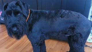 DIY Giant Schnauzer hair cut  grooming [upl. by Araht]