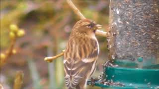 Male and Female Redpoll in Gilnahirk Back Garden [upl. by Nebe]