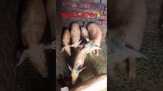 Exploring the Benefits of a Pig Farming Business Plan  animalshorts business animaledit4k [upl. by Chiquita280]