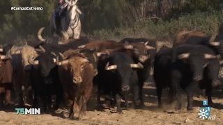 75 minutos  La cría de toros de lidia [upl. by Ronnica191]