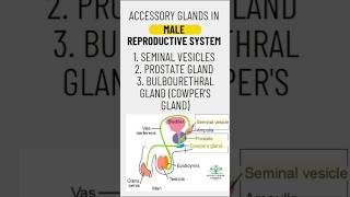 NCERT  Accessory Glands in Male Reproductive System  Seminal vesicles Prostate amp Cowpers gland [upl. by Duleba607]