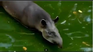 wild life Documentary  Animal Attack Planet  Wildlife Animals Fighting  P3 [upl. by Alithia]