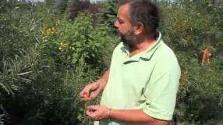 Sea Buckthorn at The Saskatoon Farm [upl. by Hterag]