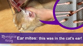 How to Treat and Clean Ear Mites in 2 Easy Steps 🤯 Look What Was in the Cats Ears [upl. by Anoiek121]