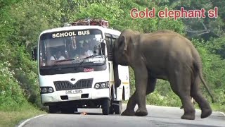 A wild elephant on the Kataragama road preparing to attack a bus [upl. by Bruning]