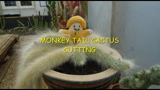 Monkey Tail Cactus Cutting 🌵🌵🌵 [upl. by Annav]