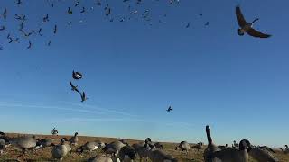 Oklahoma Goose Grind [upl. by Anirtik]