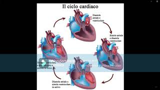 ANATOMÍA DEL CORAZÓN [upl. by Player466]