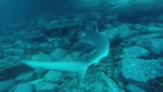 increible ataque de un tiburon a un buzo en galapagos ecuador [upl. by Ahsiya509]