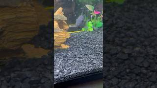 Black Convict Cichlid Eating convictcichlid fish aquarium nature beautiful cichlid fishtank [upl. by Asa]