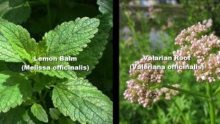 Herbs for ADHD Proven [upl. by Anileve]