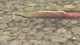 SOCKEYE SALMON SPAWNING WEAVER CREEK [upl. by Icrad]