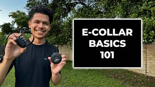 How We Use ECollars in Dog Training [upl. by Orwin587]