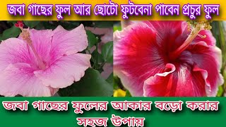 জবা গাছের ফুলের আকার বড়ো করার সহজ উপায়  জবা গাছের ফুল আর ছোটো ফুটবেনা পাবেন প্রচুর ফুল [upl. by Kempe85]