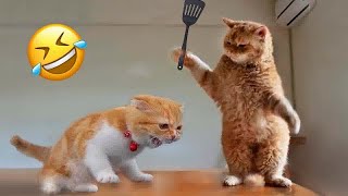 Best Cats Videos 😅 Best Funny Video Compilation 😅😹 [upl. by Eniluap6]