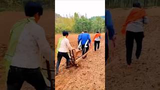 Farmers new way of plowing the field shorts farming jugaad tarika farmer kisan trending [upl. by Dawes]