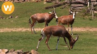 Blessbock  Unsere Tierwelt Kurze Tierdokumentation [upl. by Rosio]