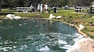 Duck Pond at Conejo Creek Park North in Thousand Oaks [upl. by Noraa]