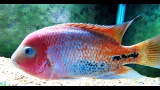 Redhead Cichlid Vieja Melanurus [upl. by Alger105]