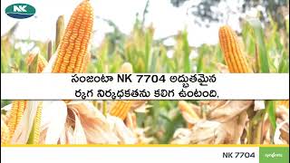 farming Syngenta Nk7704 new hybrid [upl. by Akihsal474]