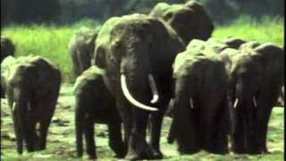 African elephant video Loxodonta africana 32 [upl. by Alvis797]