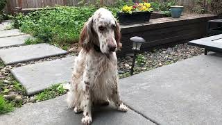 English Setter Wants Birthday Ribs [upl. by Atillertse]