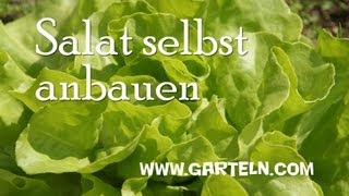 Salat selbst anbauen [upl. by Krista801]