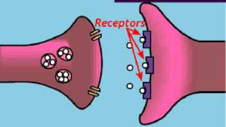 The Brain—Lesson 2—How Neurotransmission Works [upl. by Esydnac]