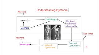 Etiology amp Pathophysiology of Dystonia  Mark Hallet  1 April 2020 [upl. by Atat]