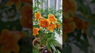 Tecoma plant  orange color flower shorts like subscribe tecoma flowers [upl. by Yadahs]