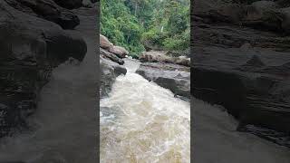 Estrecho Del Magdalena short shorts river tourism 4k nature ecotour turismoecologico tour [upl. by Lalage]