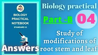 Study of modifications of root stem and leaf biology practical class 11 experiment 4 part b answers [upl. by Engedus245]