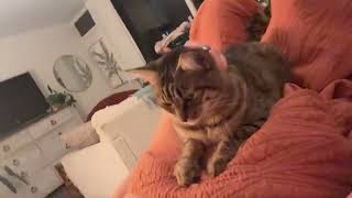 Anyone else have a kitty that begs for pets this way ’ catzdogzworldchannel catzdogzworld [upl. by Aisauqal333]