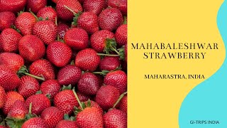 Mahabaleshwar Strawberry  GITRIPS  Strawberry Farms in India  Strawberry Markets [upl. by Teryl765]