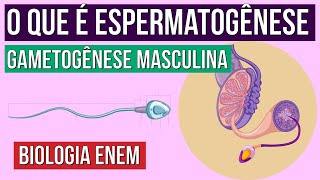 GAMETOGÊNESE MASCULINA o que é espermatogênese  Resumo de Biologia para o Enem  Claudia Aguiar [upl. by Durgy245]