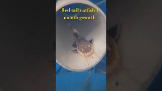 1 month growth red tail catfish in the pond [upl. by Sheff]