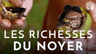 Les richesses du noyer [upl. by Amer30]