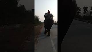 Hathi mere sathi🥰🥰like subscribe kijiye ₹short video views [upl. by Onitnerolf38]