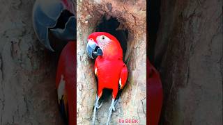 bird nest found in tree cavity shortvideo [upl. by Garrard28]