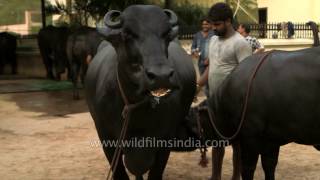 Ganga and her calf million dollar buffalo family [upl. by Munson]