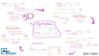 25 Tryptophan metabolism  Moaz Wahdan [upl. by Stefan]