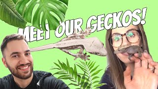 Crested Geckos ft Tarantula Kat MEET OUR GECKOS [upl. by Sculley]