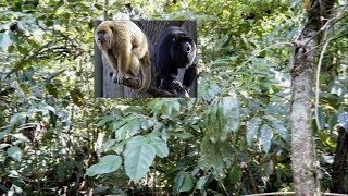 Il suono delle scimmie urlatrici a Palenque howlers monkeys [upl. by Ffirahs477]