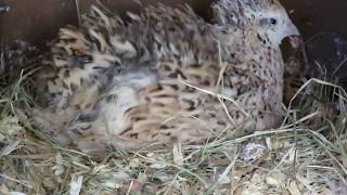 Japanse kwartel is aan het broeden Coturnix quail broody [upl. by Cheshire958]