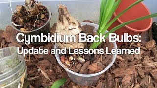 Cymbidium Back Bulbs Update and Lessons Learned [upl. by Edwine671]