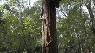 Rattlesnake and other snakes at Little Manatee River [upl. by Normand421]