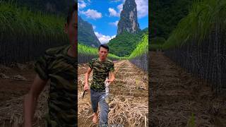 Beautiful Landscape of Sugarcane Farm with Rural Farmer 👍 shorts satisfying youtubeshorts [upl. by Breskin]